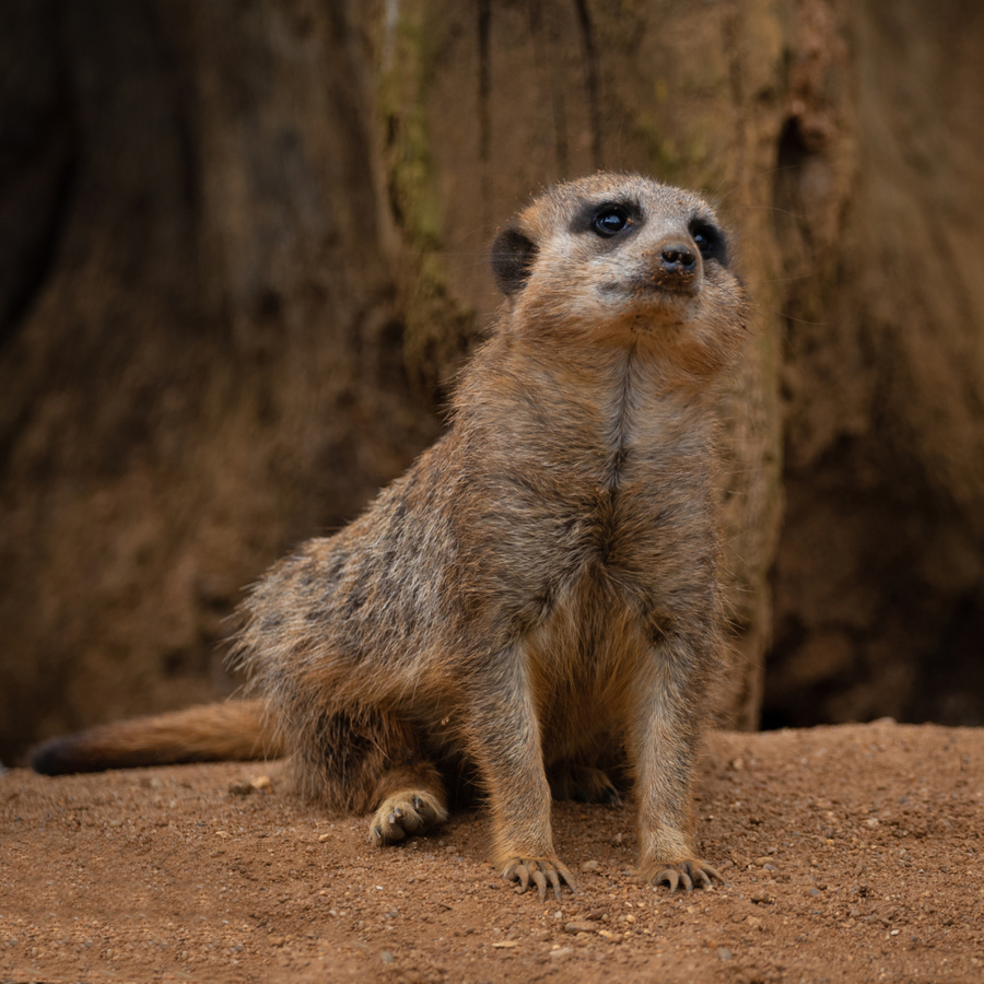 Simples! - Andy Soar